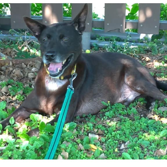 【待認養】混種犬 狗 (男生) - 臺北市動物之家