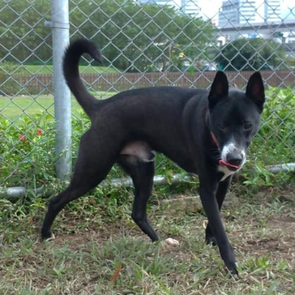 【待認養】混種犬 狗 (男生) - 臺北市動物之家