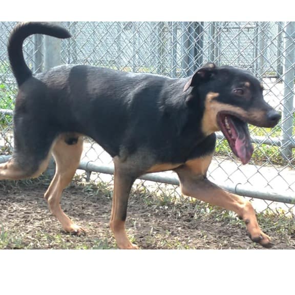 【待認養】混種犬 狗 (男生) - 臺北市動物之家