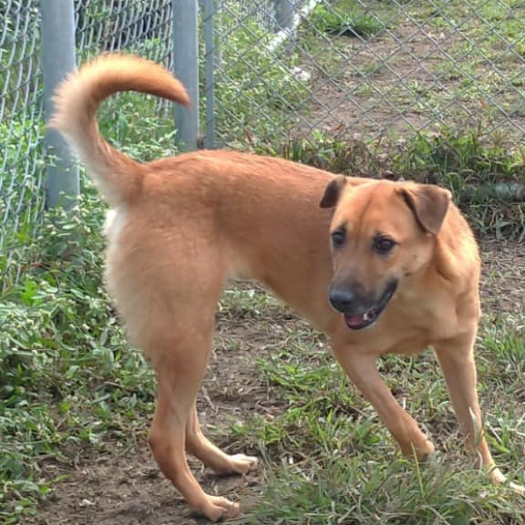 【待認養】混種犬 狗 (女生) - 臺北市動物之家