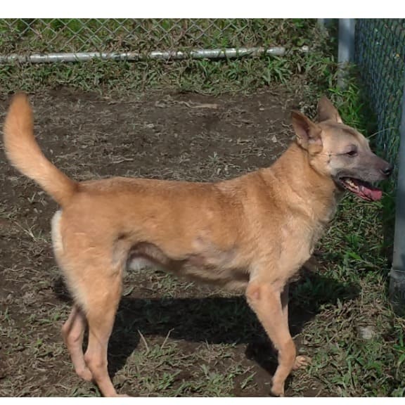 【待認養】混種犬 狗 (女生) - 臺北市動物之家