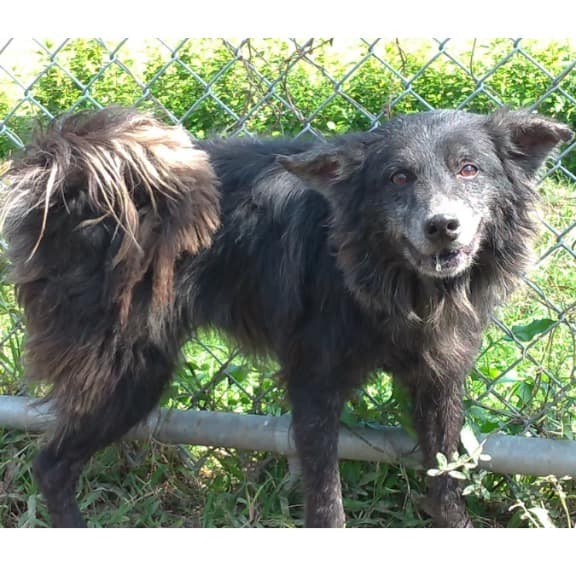 【待認養】混種犬 狗 (男生) - 臺北市動物之家