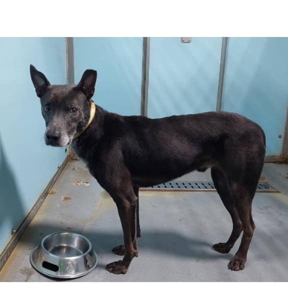 【待認養】混種犬 狗 (男生) - 臺北市動物之家