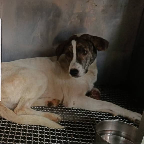 【待認養】混種犬 狗 (男生) - 雲林縣流浪動物收容所