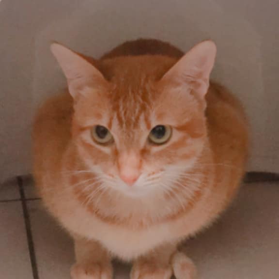 【急尋】混種貓 - 彰化縣彰化市金馬路三段133號 (橘)