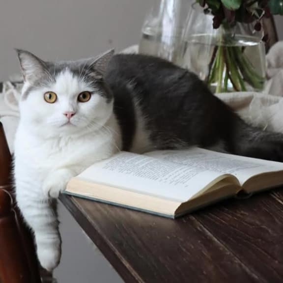 【急尋】曼赤肯貓 - 臺中市北區中華西街 (灰白色)