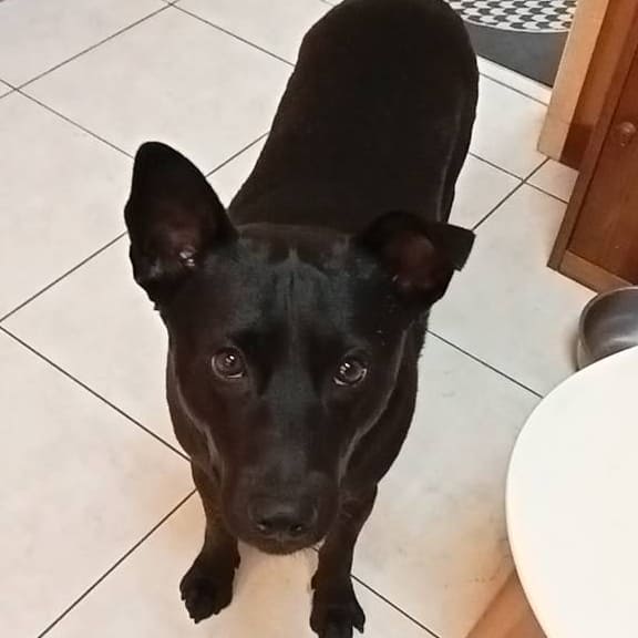 【急尋】混種犬 - 新竹縣橫山鄉橫山村橫山街二段3巷26號 (黑色)