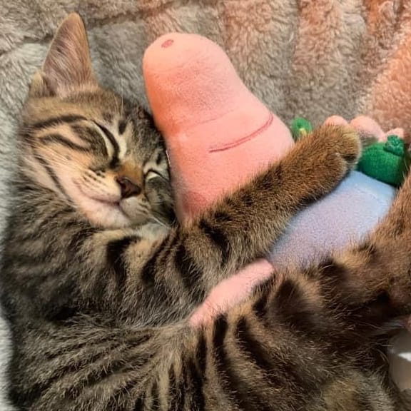 【急尋】混種貓 - 雲林縣北港鎮三央街5號 (虎斑)