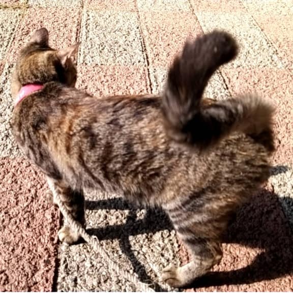 【急尋】混種貓 - 桃園市新屋區清文路126巷195弄20號 (虎斑)