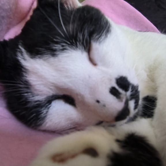 【急尋】混種貓 - 雲林縣四湖鄉湖西村泰山街 (黑白)