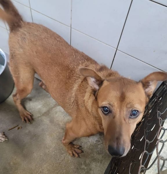 【待認養】混種犬 狗 (男生) - 新北市中和區公立動物之家