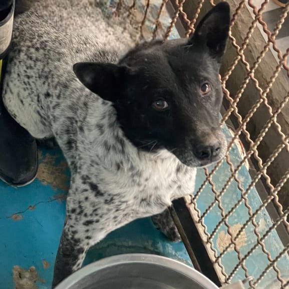 【待認養】混種犬 狗 (男生) - 苗栗縣動物保護教育園區