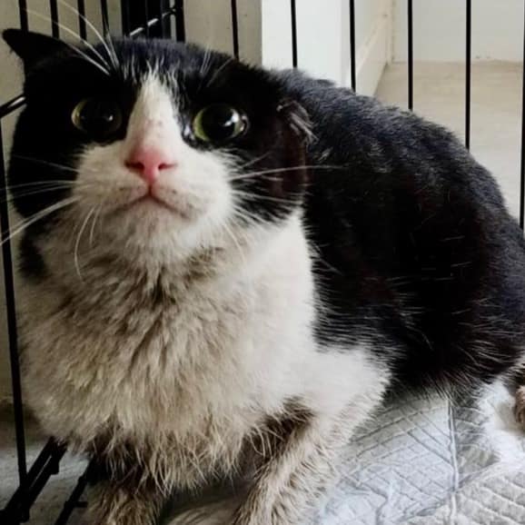 【待認養】混種貓 貓 (女生) - 臺北市動物之家