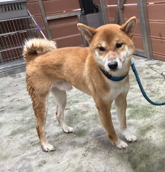【待認養】柴犬 狗 (男生) - 新北市五股區公立動物之家