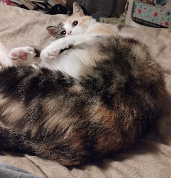 睦夏佩特寵物美容