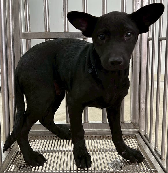 【待認養】混種犬 狗 (男生) - 花蓮縣狗貓躍動園區