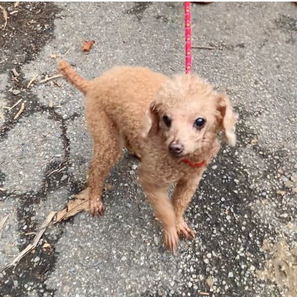 【待認養】迷你貴賓犬 狗 (女生) - 新北市新店區公立動物之家