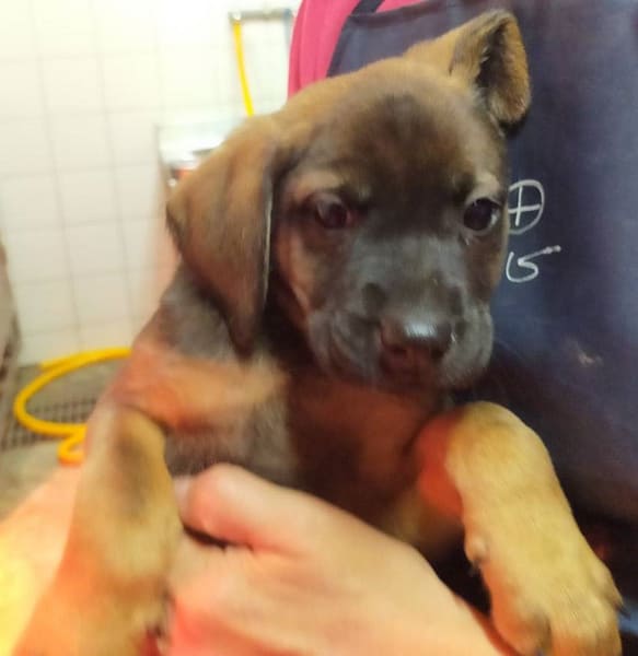 【待認養】混種犬 狗 (男生) - 新北市新店區公立動物之家