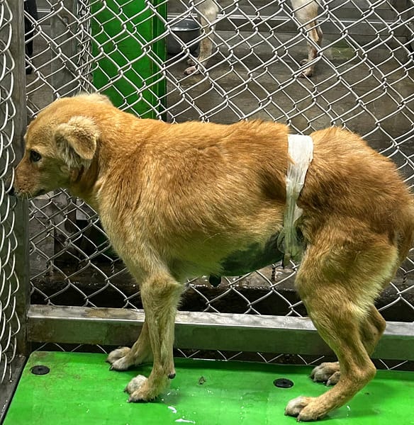 【待認養】混種犬 狗 (女生) - 臺東縣動物收容中心