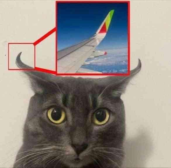 愛樂莫寵物美容坊