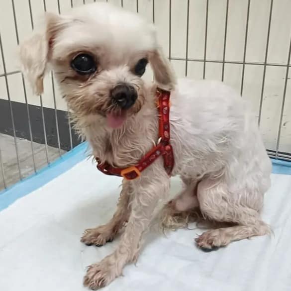 【待認養】瑪爾濟斯犬 狗 (男生) - 新北市五股區公立動物之家