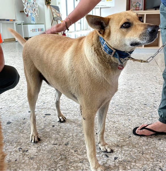 【待認養】混種犬 狗 (男生) - 花蓮縣狗貓躍動園區