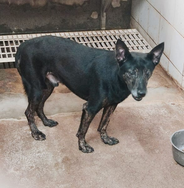 【待認養】混種犬 狗 (男生) - 新北市中和區公立動物之家