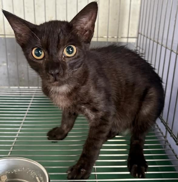 【待認養】混種貓 貓 (男生) - 新北市五股區公立動物之家