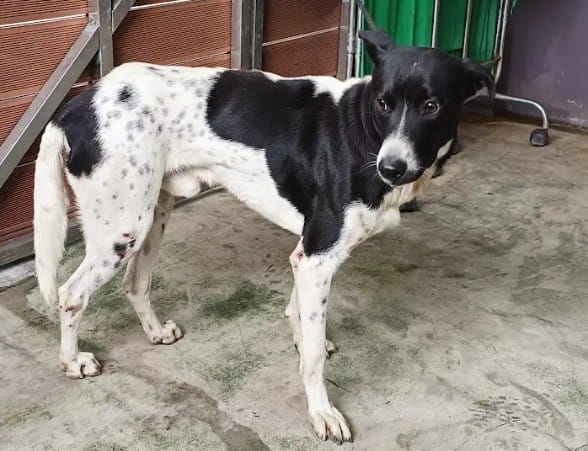 【待認養】混種犬 狗 (男生) - 新北市五股區公立動物之家