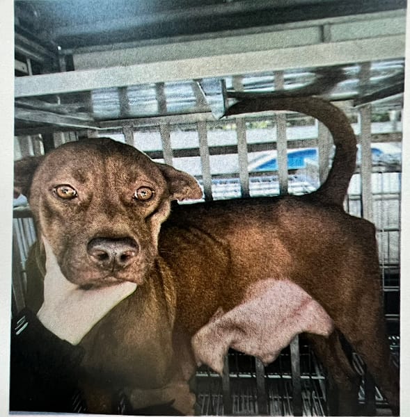 【待認養】混種犬 狗 (女生) - 桃園市動物保護教育園區