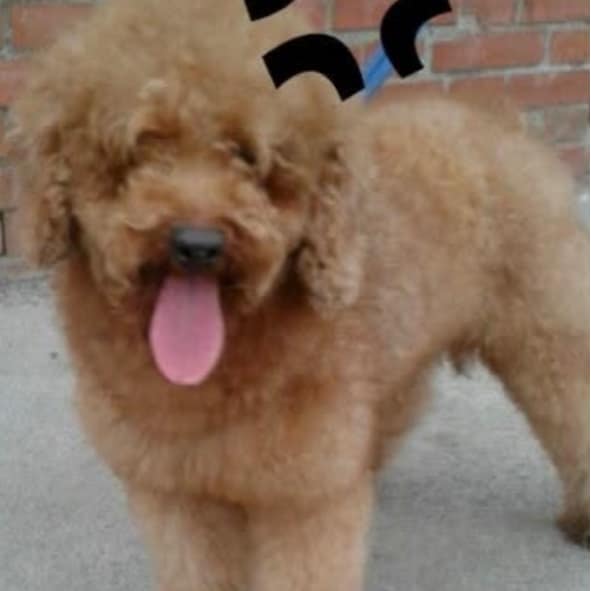 【急尋】貴賓犬 - 彰化縣花壇鄉三春村溪埔路150號 (棕色偏白，有點像是淺咖)