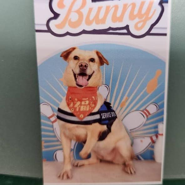 【待認養】混種犬 狗 (女生) - 新竹縣動物保護教育園區