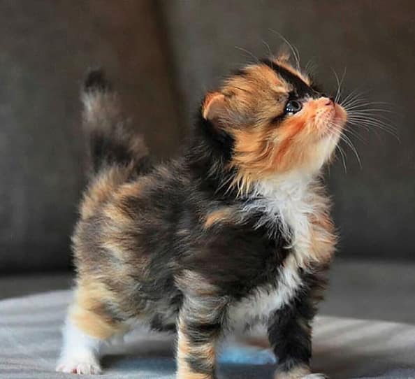 小妹寵物企業社