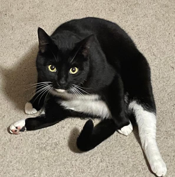 糖狗貓寵物沙龍