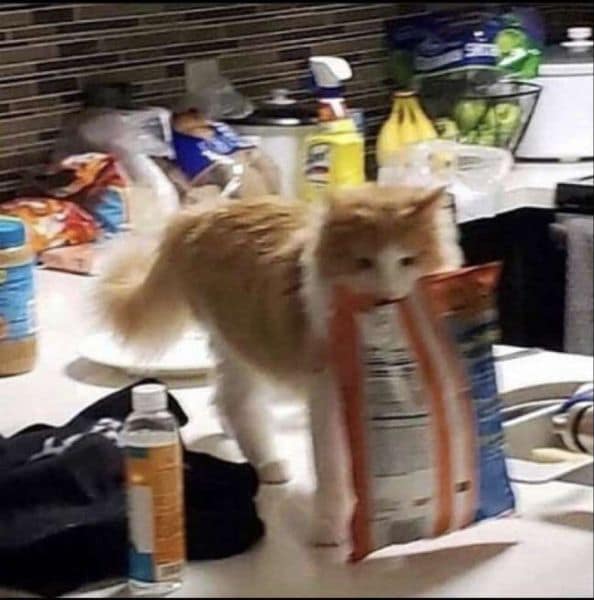 帕帕寵物精品生活館