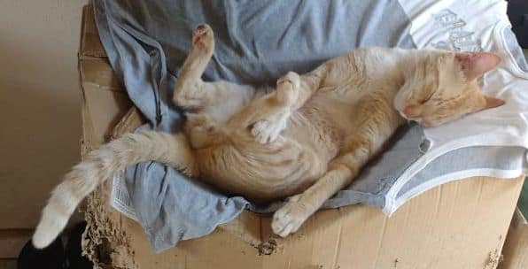 星鑽寵物動物樂活館