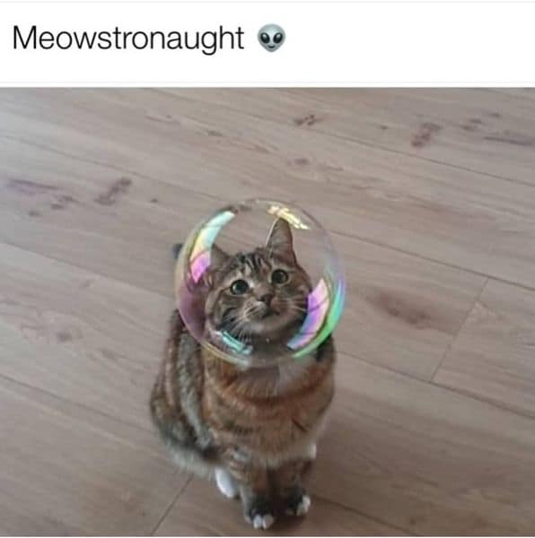 大魚寵物有限公司金馬分公司