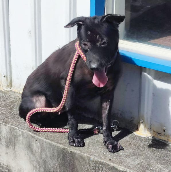 【待認養】混種犬 狗 (女生) - 新北市中和區公立動物之家