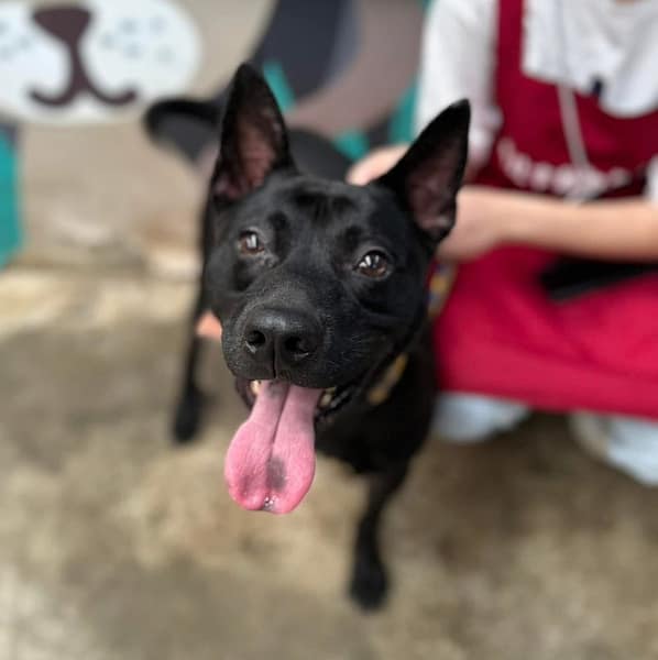 【待認養】混種犬 狗 (男生) - 新北市新店區公立動物之家