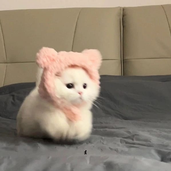 澎澎時光寵物美容