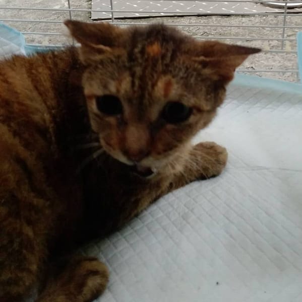 【待認養】混種貓 貓 (女生) - 桃園市動物保護教育園區