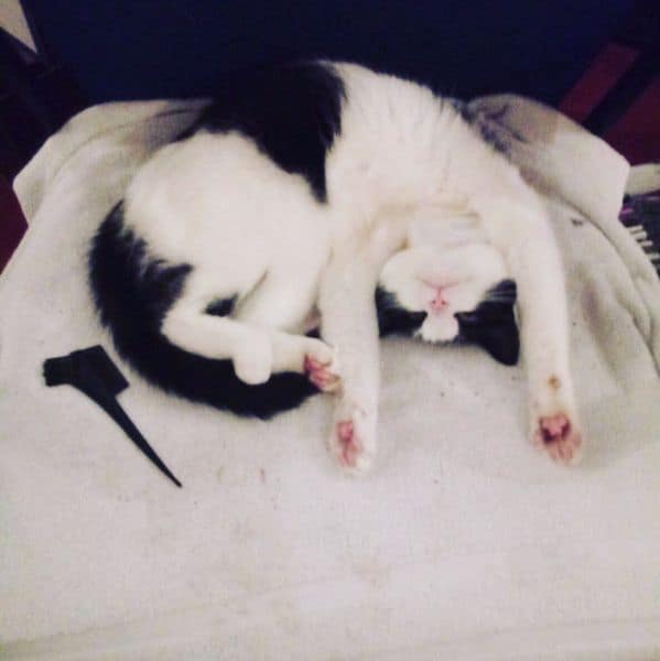 東森寵物雲股份有限公司楠梓梓新分公司