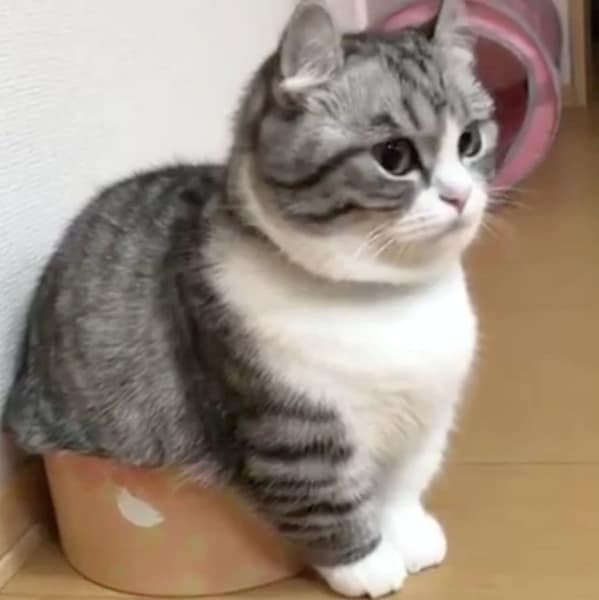 荳蕊咪寵物生活館