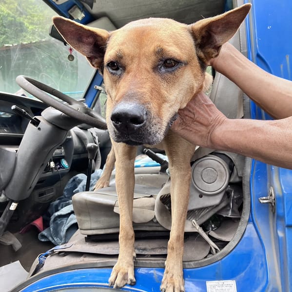 【待認養】混種犬 狗 (女生) - 新北市新店區公立動物之家