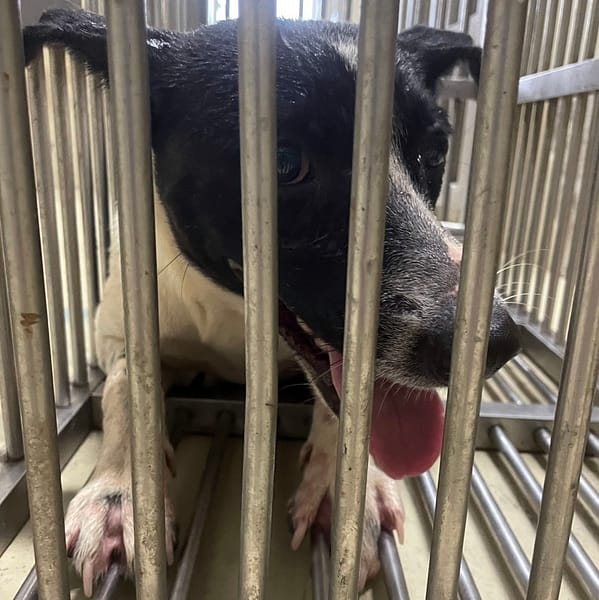 【待認養】混種犬 狗 (女生) - 嘉義市動物保護教育園區