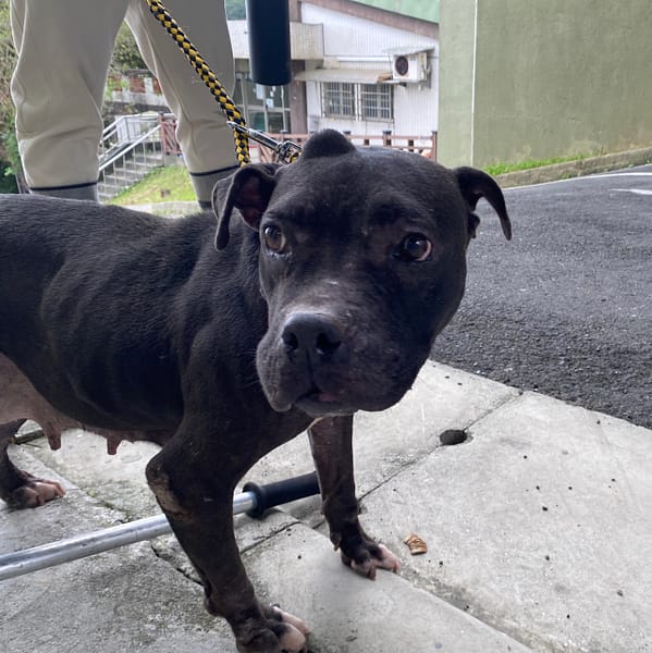 【待認養】混種犬 狗 (女生) - 基隆市寵物銀行