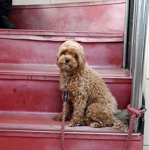 【待認養】貴賓犬 狗 (女生) - 新北市新店區公立動物之家
