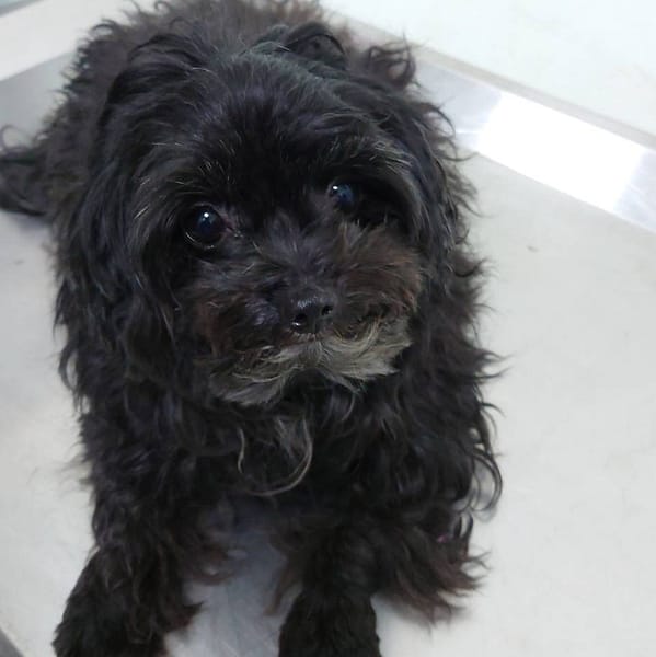 【待認養】瑪爾濟斯犬 狗 (未知) - 嘉義市動物保護教育園區