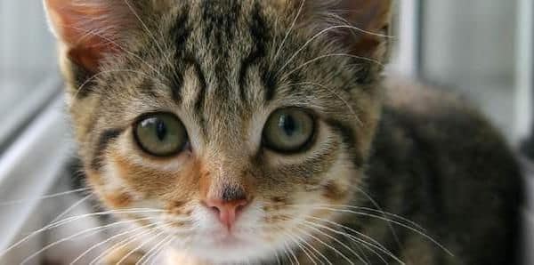 飛舞滿天星貓舍