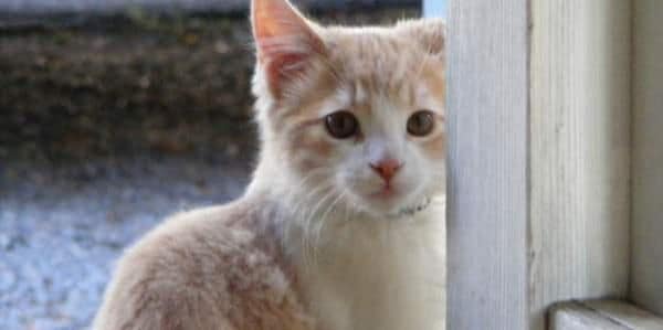 吉欣寵物美容坊